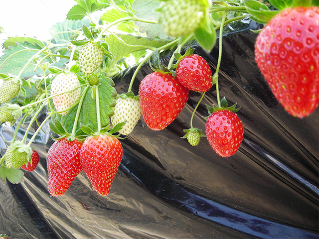 いちご狩り