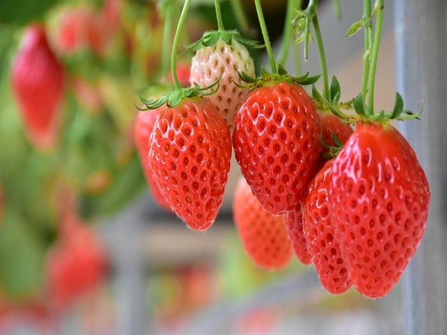 いちご狩り画像