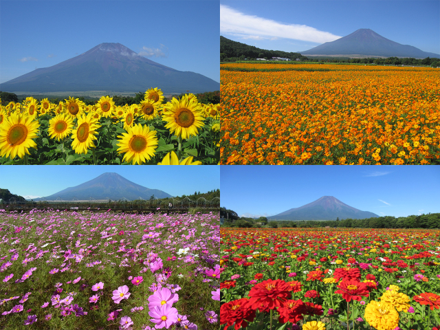 山中湖花の都公園