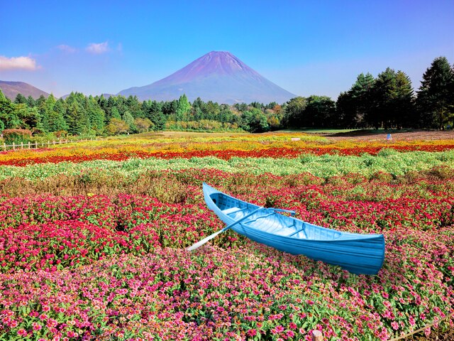 虹の花まつり