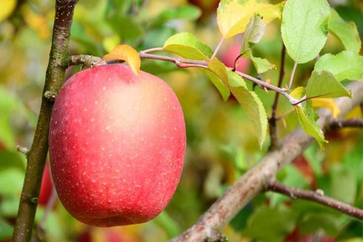 りんご狩り画像