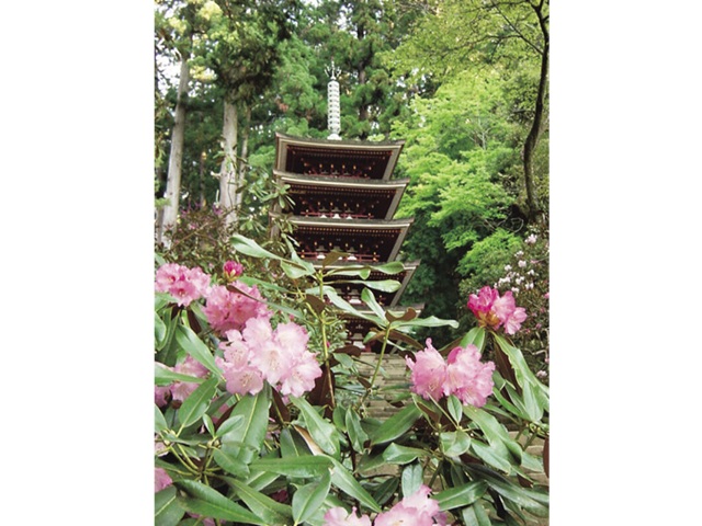 室生寺・シャクナゲ　イメージ