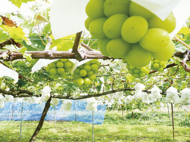 豚しゃぶ食べ放題の昼食付 皮ごと食べられる高級白ぶどう シャインマスカット狩りへ行く日帰りバスツアー 名鉄観光バス ドラゴンズパック バス市場