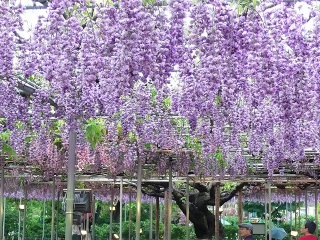 新宿発 栃木 茨城 ネモフィラ ひたち海浜公園 ふじのはな物語 あしかがフラワーパーク いちご狩りへ行く日帰りバスツアー バス市場