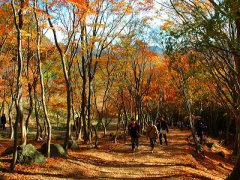博多発 バス旅 河内藤園の紅葉トンネルと新２大かにセットに行く日帰りバスツアー バス市場