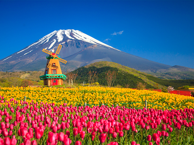 天空のチューリップ祭り いちご狩り 酪農王国オラッチェへ行く日帰りバスツアー バス市場