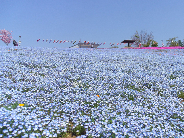 新宿発 栃木 群馬 あしかが 藤 八王子山公園 芝桜 ネモフィラ スカイベリー狩り日帰りバスツアー バス市場 新宿発 栃木 群馬 あしかが 藤 八王子山公園 芝桜 ネモフィラ スカイベリー狩り日帰りバスツアー バス市場