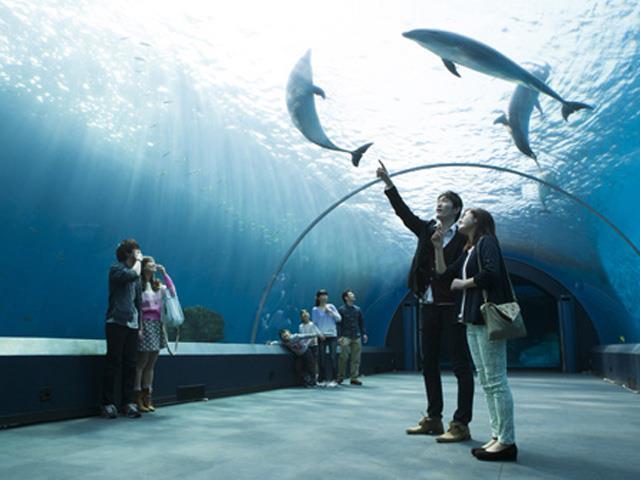 新宿発 パン作り体験 八景島シーパラダイスと三井アウトレットパークに行く日帰りバスツアー バス市場