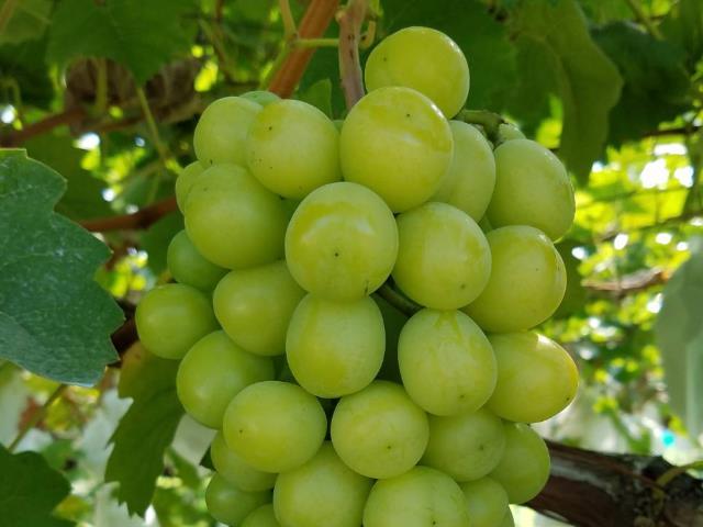 新宿発 群馬 シャインマスカット一房狩り りんご狩り食べ放題 吹割の滝と上州沼田で食べ歩き 日帰りバスツアー バス市場