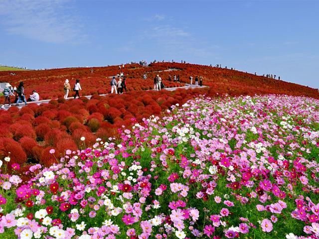 茨城 ひたち海浜公園 コキア いばらきフラワーパーク 旬のフルーツ食べ放題 花かご御膳のご昼食 日帰りバスツアー バス市場
