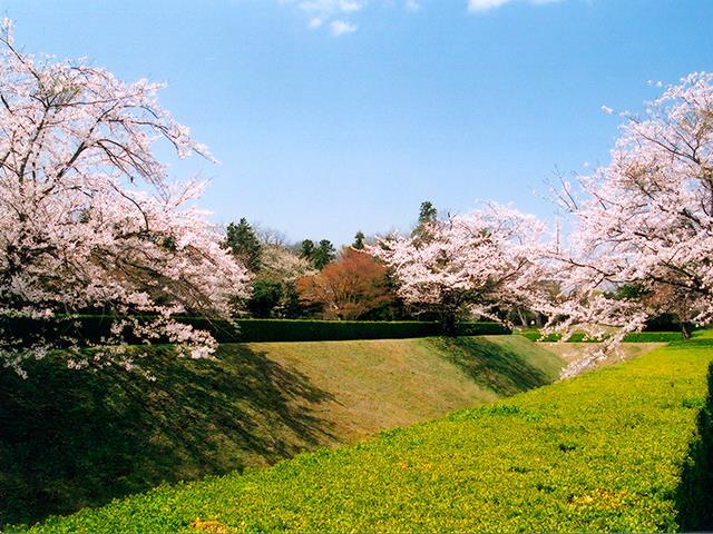 桜とチューリップお花見 ヒルトン成田ホテルと成田山に行く日帰りバスツアー バス市場