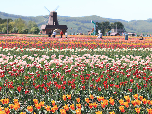 芝ざくら滝上公園と上湧別チューリップ公園へ行く日帰りバスツアー 札幌通運 クラブゲッツ バス市場 芝ざくら滝上公園と上湧別チューリップ公園へ行く日帰りバスツアー 札幌通運 クラブゲッツ バス市場
