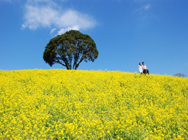 ３５０万本の 菜の花畑 マザー牧場 いちご狩り食べ放題 木更津アウトレットでお買物へ行く日帰りバスツアー バス市場