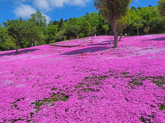 芝ざくら滝上公園と上湧別チューリップ公園へ行く日帰りバスツアー 札幌通運 クラブゲッツ バス市場