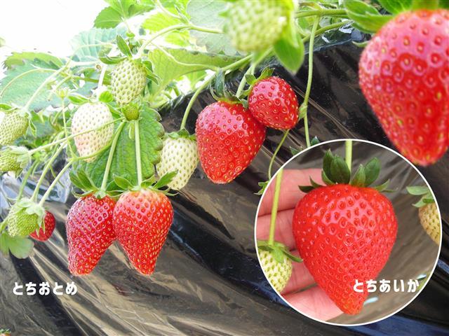 と ち あいか いちご 狩り
