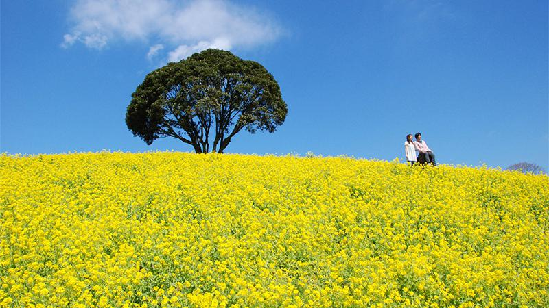 マザー牧場　菜の花畑