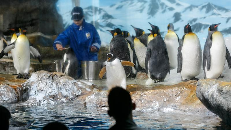 鴨川シーワールド