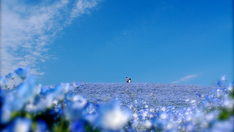 国営ひたち海浜公園　ネモフィラ