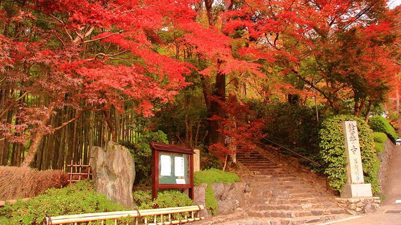 鈴虫寺　紅葉