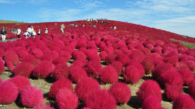 日帰りバスツアーでふわふわコキアを見に行こう バス市場情報局