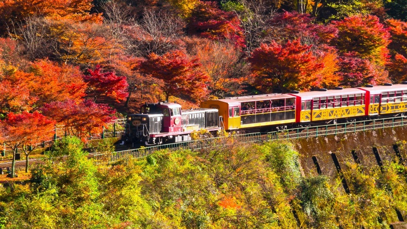 嵯峨野トロッコ列車　紅葉
