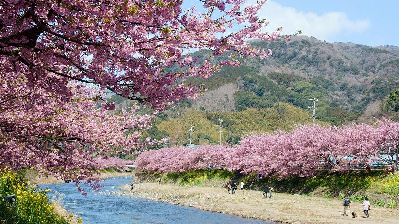 さくら　河津桜