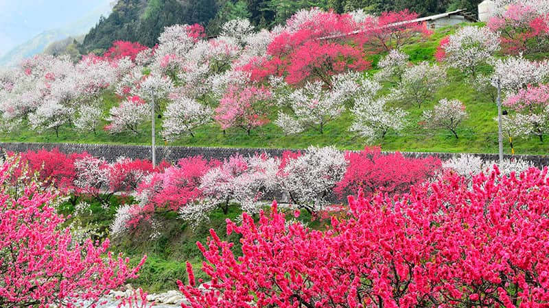 阿智村　花桃の里    