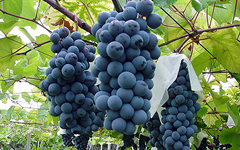 マスカット・ベリーA