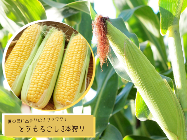 とうもろこし狩り