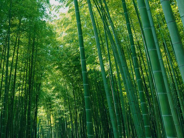 若竹の杜 若山農場