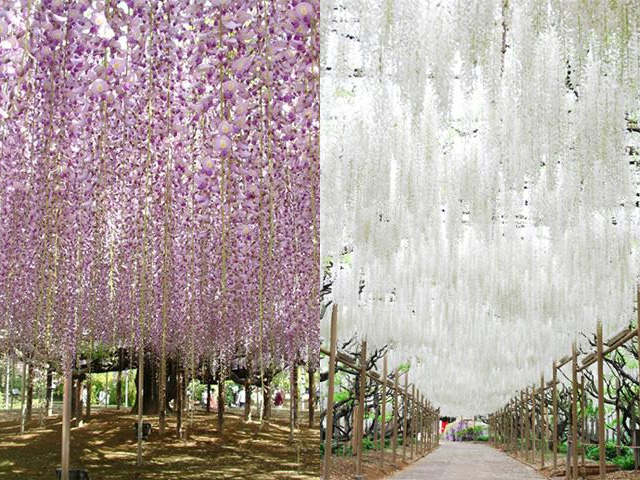 芝桜