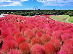 ひたち海浜公園コキアイメージ