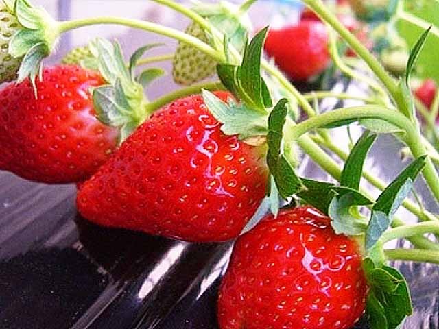 イチゴ狩りイメージ