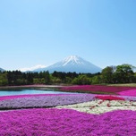 季節の花　日帰りバスツアー