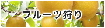 フルーツ狩り