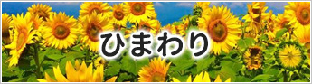 ひまわり